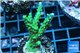 Acropora green & purple tip 4-6 cm WYSIWYG acclimaté