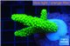 Acropora neon green 3-5 cm WYSIWYG acclimaté