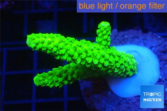 Acropora neon green 3-5 cm WYSIWYG acclimaté