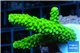 Acropora neon green 3-5 cm WYSIWYG acclimaté