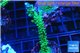 Acropora green & purple tip 4-6 cm WYSIWYG acclimaté