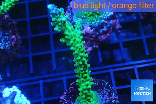 Acropora green & purple tip 4-6 cm WYSIWYG acclimaté