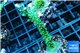 Acropora green & purple tip 4-6 cm WYSIWYG acclimaté