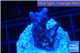 Acropora purple Fijii 2 cm WYSIWYG acclimaté