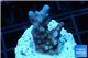 Acropora purple Fijii 2 cm WYSIWYG acclimaté