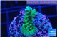 Acropora green & purple tip 3-4 cm WYSIWYG acclimaté
