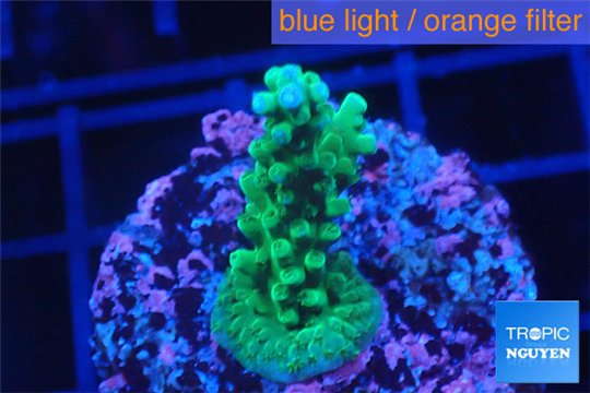 Acropora green & purple tip 3-4 cm WYSIWYG acclimaté