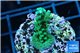 Acropora green & purple tip 3-4 cm WYSIWYG acclimaté