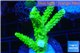 Acropora neon green 4-6 cm WYSIWYG acclimaté