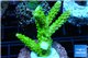 Acropora neon green 4-6 cm WYSIWYG acclimaté