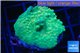 Acropora green & purple tip 3-4 cm WYSIWYG acclimaté