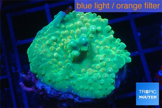 Acropora green & purple tip 3-4 cm WYSIWYG acclimaté