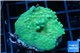 Acropora green & purple tip 3-4 cm WYSIWYG acclimaté