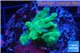 Acropora deep water Fijii 2-4 cm WYSIWYG acclimaté