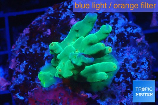 Acropora deep water Fijii 2-4 cm WYSIWYG acclimaté