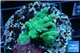 Acropora deep water Fijii 2-4 cm WYSIWYG acclimaté