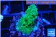 Acropora green & purple tip 3-4 cm WYSIWYG acclimaté