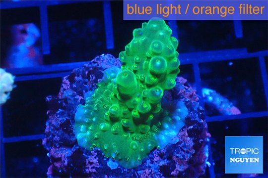 Acropora green & purple tip 3-4 cm WYSIWYG acclimaté