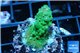 Acropora green & purple tip 3-4 cm WYSIWYG acclimaté