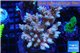 Acropora microclados Indonesia premium 8-12 cm WYSIWYG acclimaté