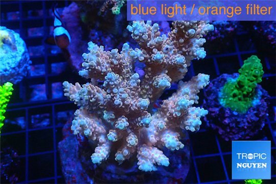 Acropora microclados Indonesia premium 8-12 cm WYSIWYG acclimaté
