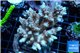 Acropora microclados Indonesia premium 8-12 cm WYSIWYG acclimaté