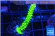 Acropora neon green 4-6 cm WYSIWYG acclimaté