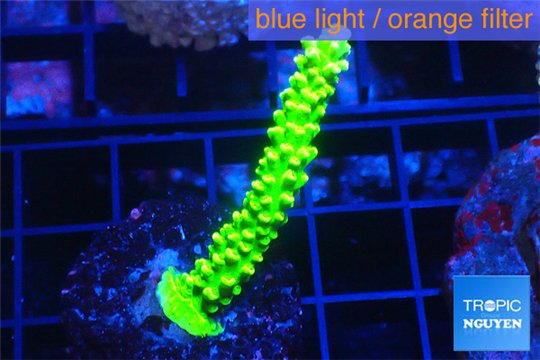 Acropora neon green 4-6 cm WYSIWYG acclimaté