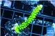Acropora neon green 4-6 cm WYSIWYG acclimaté
