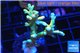 Acropora deep water Fijii premium 3-5 cm WYSIWYG acclimaté