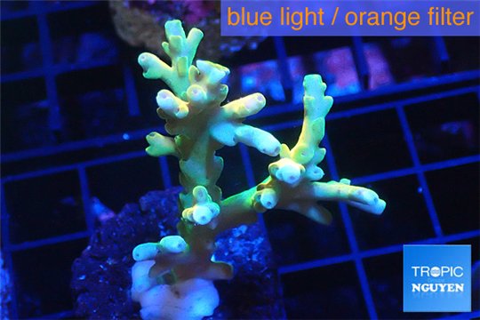 Acropora deep water Fijii premium 3-5 cm WYSIWYG acclimaté