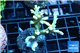 Acropora deep water Fijii premium 3-5 cm WYSIWYG acclimaté