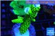 Acropora neon green 4-6 cm WYSIWYG acclimaté