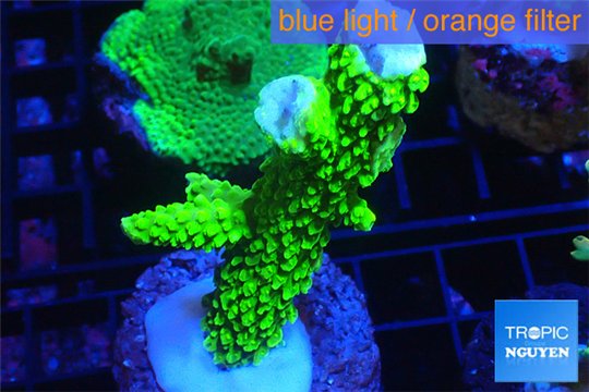 Acropora neon green 4-6 cm WYSIWYG acclimaté