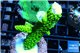 Acropora neon green 4-6 cm WYSIWYG acclimaté