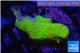 Montipora red fire forest 3-4 cm WYSIWYG acclimaté