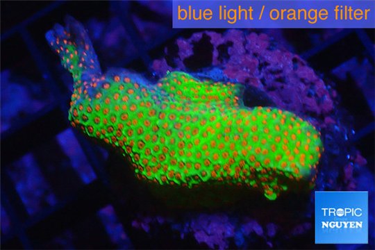 Montipora red fire forest 3-4 cm WYSIWYG acclimaté