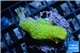 Montipora red fire forest 3-4 cm WYSIWYG acclimaté