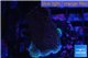 Montipora purple polyps 3-4 cm WYSIWYG acclimaté