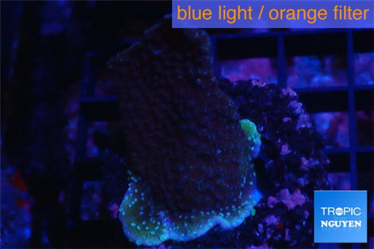 Montipora purple polyps 3-4 cm WYSIWYG acclimaté