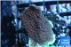 Montipora purple polyps 3-4 cm WYSIWYG acclimaté