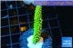 Acropora neon green 4-6 cm WYSIWYG acclimaté