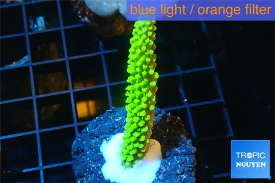 Acropora neon green 4-6 cm WYSIWYG acclimaté