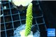 Acropora neon green 4-6 cm WYSIWYG acclimaté