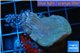 Sarcophyton green polyps + sabelle 3-5 cm WYSIWYG acclimaté