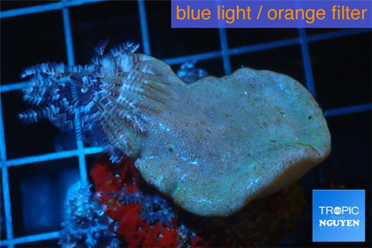 Sarcophyton green polyps + sabelle 3-5 cm WYSIWYG acclimaté