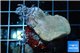 Sarcophyton green polyps + sabelle 3-5 cm WYSIWYG acclimaté