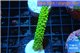 Acropora neon green 4-6 cm WYSIWYG acclimaté