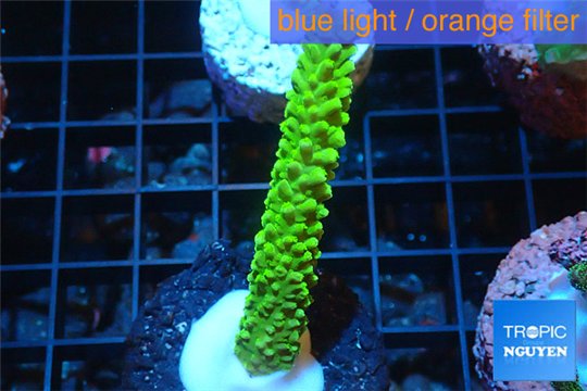 Acropora neon green 4-6 cm WYSIWYG acclimaté