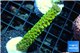 Acropora neon green 4-6 cm WYSIWYG acclimaté